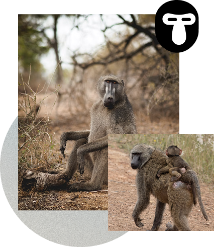 Baboons in their natural habitat